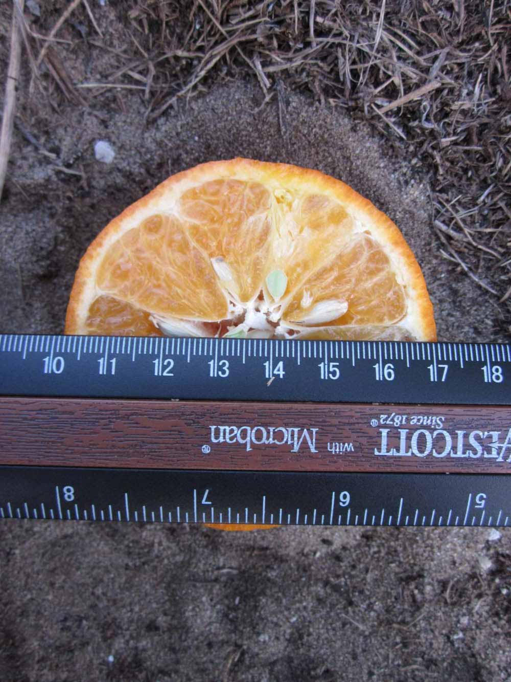              Fruit cross-section (Winter Haven, FL)       